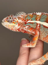 Load image into Gallery viewer, AMBILOBE Panther Chameleon: (J2)