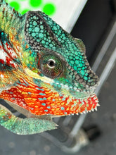 Load image into Gallery viewer, AMBILOBE male: WC Hawkeye x Nugget (J12)