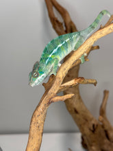 Load image into Gallery viewer, SAMBAVA Panther Chameleon: (E19)