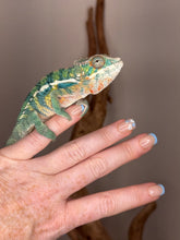 Load image into Gallery viewer, š Ambilobe Panther Chameleon ā Juvenile Male E9 (Aslan x Flash Line) Explosive Color | High Energy