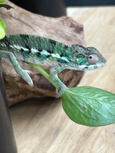 Load image into Gallery viewer, Ambilobe male: Flash x Rocky (R8)