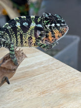 Load image into Gallery viewer, SAMBAVA Panther Chameleon: Marley x Mabel (Q11)