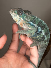 Load image into Gallery viewer, AMBILOBE Male Panther Chameleon: (E35)