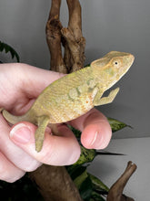 Load image into Gallery viewer, AMBANJA FEMALE Panther Chameleon: Neon Nights x Tango (S19)