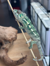Load image into Gallery viewer, AMBILOBE male: Flash x Rocky (R8)