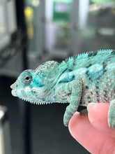 Load image into Gallery viewer, AMBANJA/NOSY FALY male (I5)