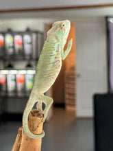 Load image into Gallery viewer, ANKILOBE Panther Chameleon: Ankify x Ambilobe (R8)