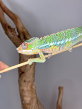 Load image into Gallery viewer, AMBILOBE Panther Chameleon male:(J2)