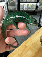 Load image into Gallery viewer, AMBILOBE Panther Chameleon: Frank x Sandy (S14)