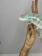 Load image into Gallery viewer, AMBILOBE Panther Chameleon: (E23)
