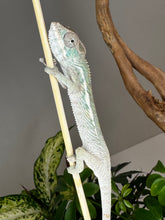 Load image into Gallery viewer, SURPRISE male: (R7)