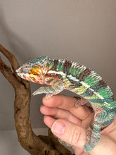 Load image into Gallery viewer, AMBILOBE Male Panther Chameleon: (K1)