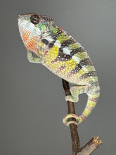Load image into Gallery viewer, SAMBAVA Panther Chameleon: (E11)