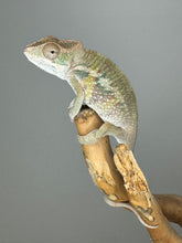 Load image into Gallery viewer, AMBILOBE male: Starburst x Voodoo (E14)