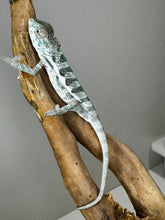 Load image into Gallery viewer, SURPRISE male: (R8)