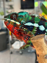 Load image into Gallery viewer, AMBILOBE male: Riot/JJ/Bolt (J10)