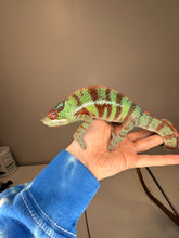 Load image into Gallery viewer, AMBANJA Panther Chameleon: (J8)