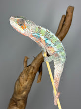 Load image into Gallery viewer, AMBILOBE Panther Chameleon male: (E7)