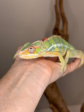 Load image into Gallery viewer, AMBILOBE Panther Chameleon male:(J2)