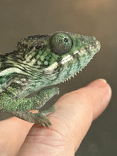 Load image into Gallery viewer, AMBILOBE Panther Chameleon: Jimmy Walker x Dianne (R14)