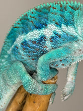 Load image into Gallery viewer, AMBANJA Panther Chameleon: (E21)