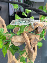 Load image into Gallery viewer, AMBILOBE Panther Chameleon: Frank x Sandy (I8)