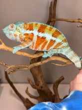 Load image into Gallery viewer, AMBANJA Panther Chameleon: (J7)