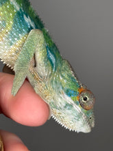 Load image into Gallery viewer, AMBILOBE Panther Chameleon: (E21)