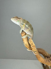 Load image into Gallery viewer, AMBILOBE male: Starburst x Voodoo (E14)