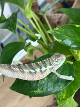 Load image into Gallery viewer, Ambilobe male: Flash x Rocky (R7)