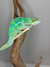 Load image into Gallery viewer, AMBILOBE Male Panther Chameleon: (E18)