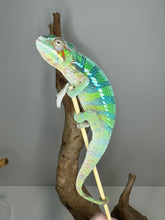 Load image into Gallery viewer, AMBILOBE Male Panther Chameleon: (E18)