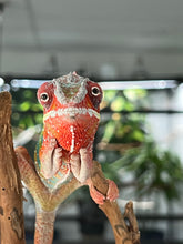 Load image into Gallery viewer, Ambilobe male: WC Hawkeye x Nugget (J11)