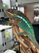 Load image into Gallery viewer, Ambilobe Panther Chameleon Riot/JJ/Bolt