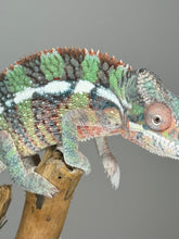 Load image into Gallery viewer, AMBILOBE Male Panther Chameleon: (E1)