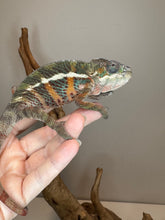 Load image into Gallery viewer, AMBILOBE Panther Chameleon: (E18)