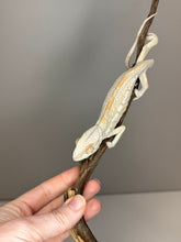 Load image into Gallery viewer, AMBILOBE FEMALE Panther Chameleon: 🚺 (E18)