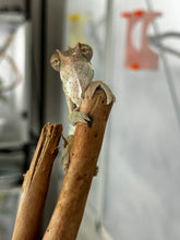 Load image into Gallery viewer, AMBILOBE Panther Chameleon: Frank x Sandy (J6)