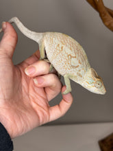 Load image into Gallery viewer, AMBANJA FEMALE Panther Chameleon: đș (R5)