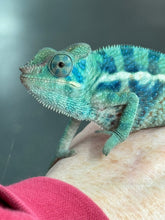 Load image into Gallery viewer, AMBANJA/NOSY FALY male (R8)