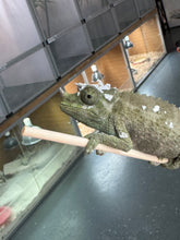 Load image into Gallery viewer, Male Jackson’s Chameleon: I2