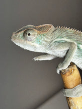 Load image into Gallery viewer, AMBILOBE male panther chameleon: Flash x Opal (J9)