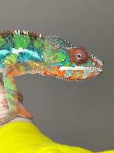 Load image into Gallery viewer, AMBILOBE Panther Chameleon: (J4)