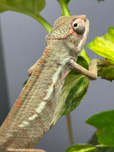 Load image into Gallery viewer, AMBILOBE Panther Chameleon: Starburst x Margaret (I8)