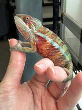 Load image into Gallery viewer, AMBILOBE Panther Chameleon: (E31)