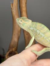 Load image into Gallery viewer, AMBANJA FEMALE Panther Chameleon: Neon Nights x Tango (S18)