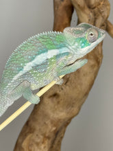 Load image into Gallery viewer, Sambava Male: Marley x Mabel (E3)