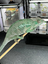 Load image into Gallery viewer, ANKILOBE Panther Chameleon: Ankify x Ambilobe (S7)