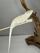 Load image into Gallery viewer, AMBANJA FEMALE Panther Chameleon: đș (R5)