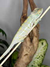 Load image into Gallery viewer, AMBANJA FEMALE Panther Chameleon: Neon Nights x Tango (S20)